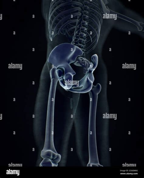 Ilium Bone Hip Bone Or Pelvis Human Anatomy Bone Skeletal Structure