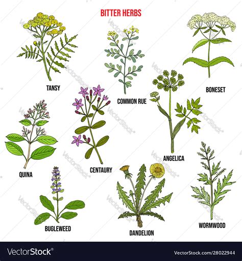 Bitter Herbs Collection Royalty Free Vector Image