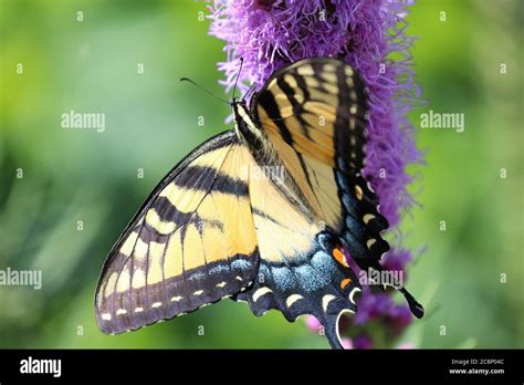 Mariposas De Swallowtail Del Este Fotos E Im Genes De Stock Alamy