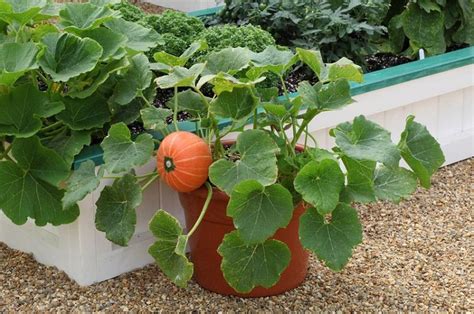 Growing Pumpkins In Containers How To Grow Pumpkins In Pots Balcony