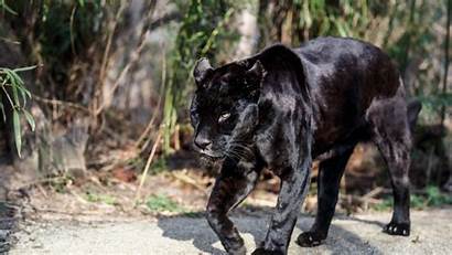 Wild Animals Wallpapers Backgrounds Panther Animal Jaguar