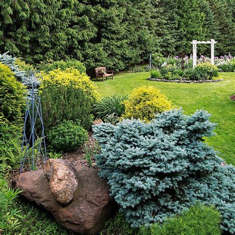 Fast Growing Evergreen Trees To Quickly Transform Your
