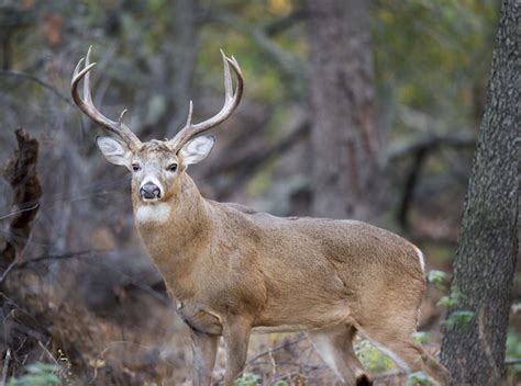 Patterning The Stages Of The Deer Rut Game And Fish