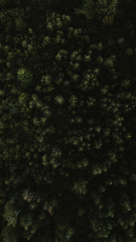 Trees Forest Green Aerial View Nature HD Phone Wallpaper Peakpx