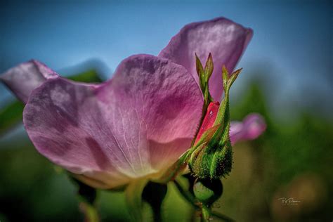 New Life New Beauty Photograph By Bill Posner Fine Art America