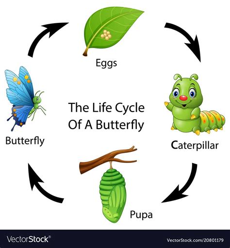 life cycle of a butterfly vector image on vectorstock butterfly life cycle life cycles life