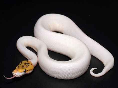 All the cost for food, equipments, etc. Bumble Bee Pied - Morph List - World of Ball Pythons