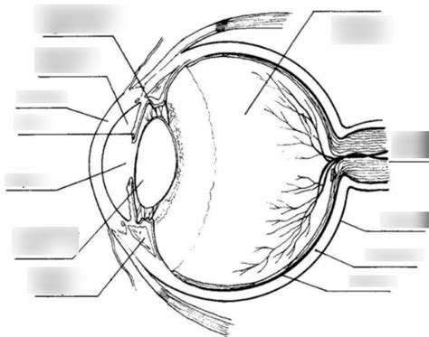 Activity 12 Human Eye Diagram Diagram Quizlet