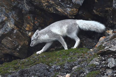 Photo Arctic Fox