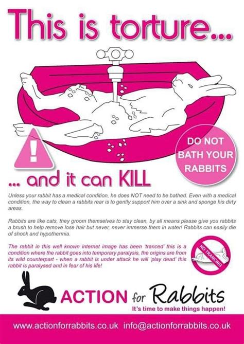 Bathing Your Rabbit Dont Do It — Westleys World