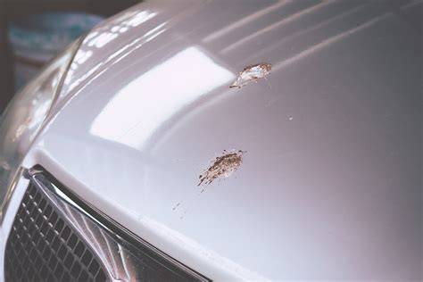 Bird Poop And Car Paint Preventing Removing And Repairing Paint Damage