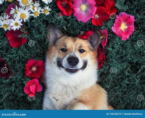 Cute Puppy Dog Corgi Lies In The Lush Grass Among The Beautiful Flowers