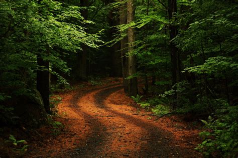 Camino Por El Bosque