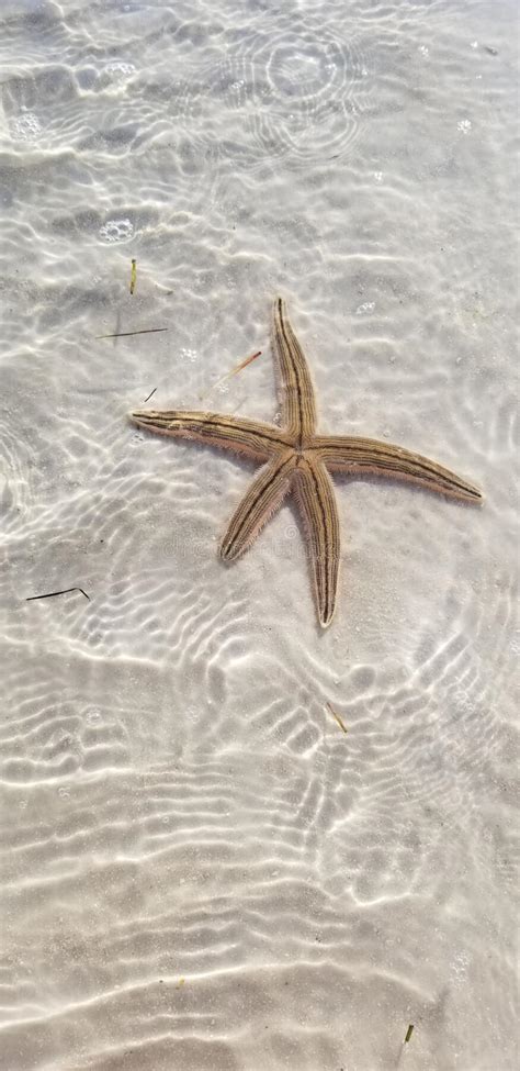 Starfish In Shallow Water Washing Up On The Beach In Florida Stock