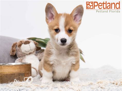 Corgi puppies for sale our pembroke welsh corgi puppies are going for a small fee of $470 for a browse thru pembroke welsh corgi puppies for sale near tampa, florida, usa area listings on. Corgi Puppies South Florida - Animal Friends