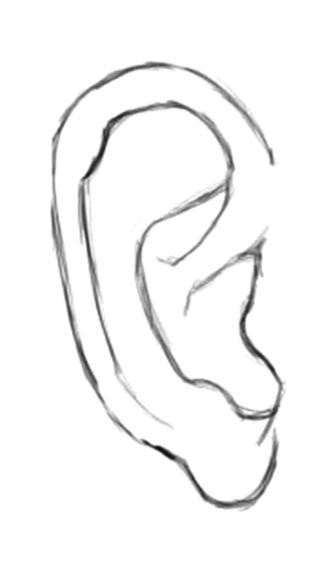 A Drawing Of The Ear On A White Background