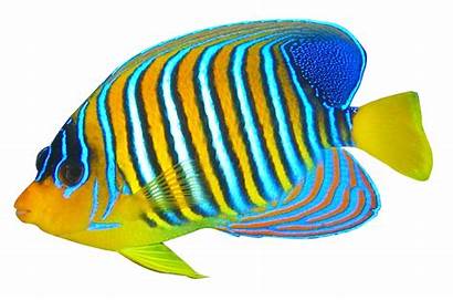 Transparent Angelfish Fish Bicolour Pngpix Animals Purepng