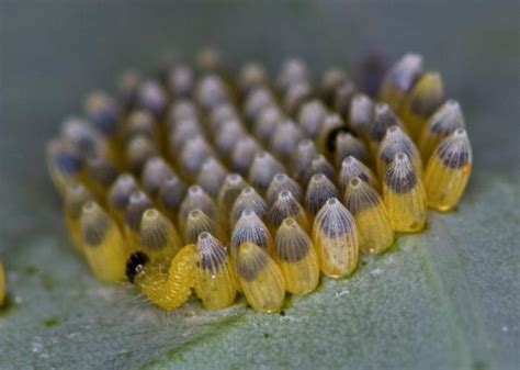 Damn N Crazy The Eggs Of Insects