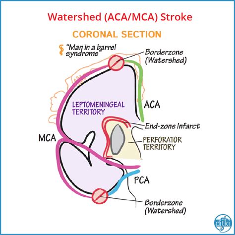 Draw It To Know It Medical And Biological Sciences On Twitter Neurology