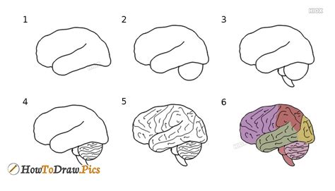 How To Draw Human Brain Step By Step Drawing