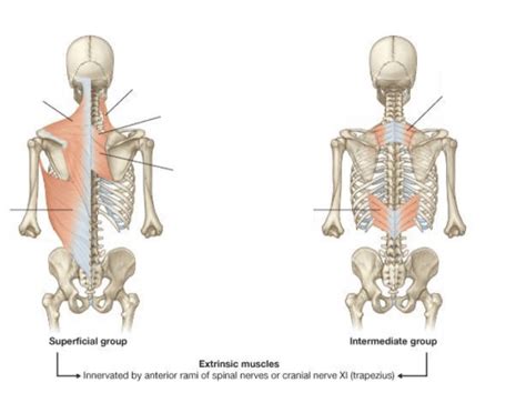 Extrinsic Back Muscles Superficialintermediate Quiz