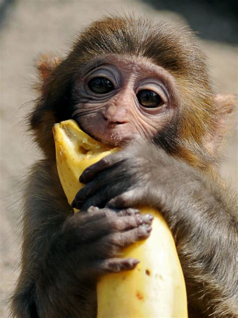 Monkeys Banned From Eating Bananas At Devon Zoo The Independent