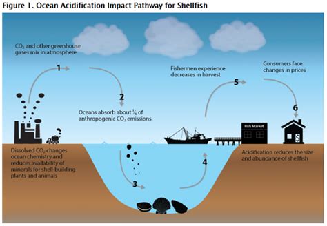 A Rippling Effect Ocean Acidification Food Webs The Hot Sex Picture