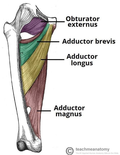 Adductor Longus Attachments Actions Teachmeanatomy