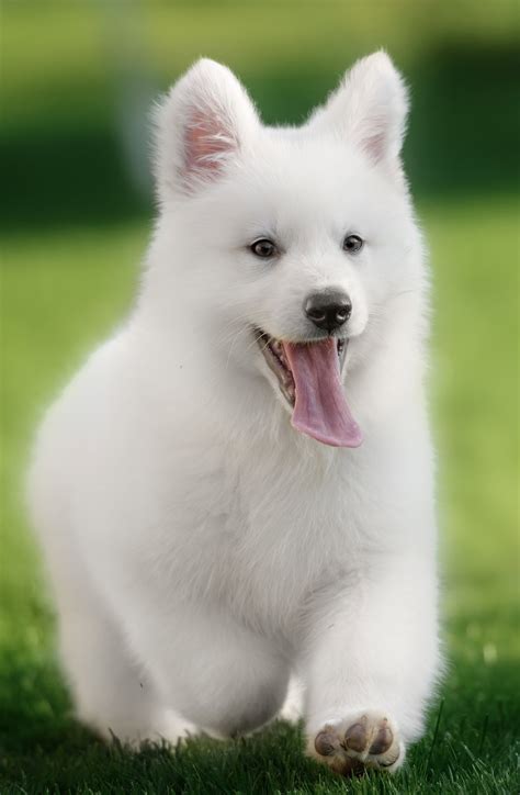 White German Shepherd Dog A Complete Guide To A Snowy White Pup