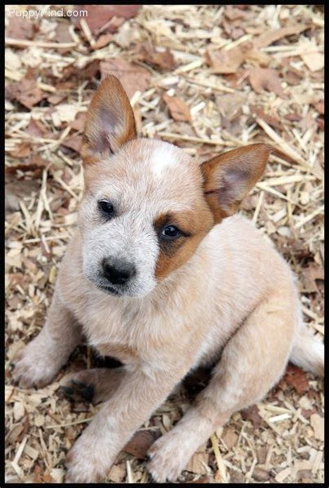 170 Cattle Dogs Ideas Cattle Dog Dogs Heeler Puppies
