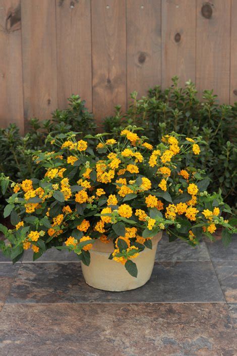 How To Grow Lantana In Pots Hanging Baskets And Containers Garden Design