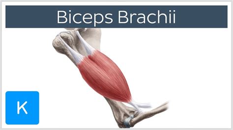 Biceps Brachii Muscle Overview And Action Human Anatomy Kenhub