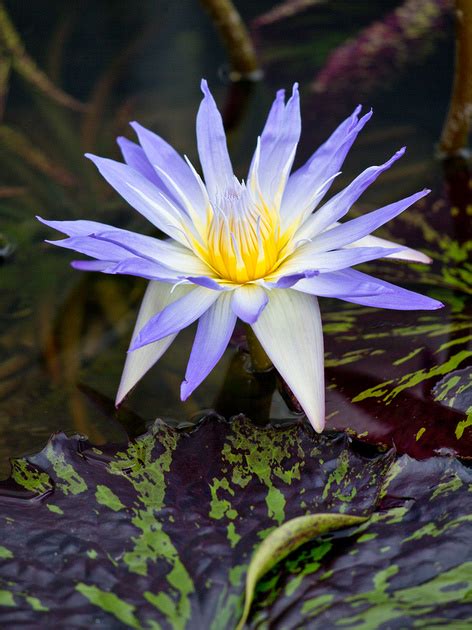 Worldview Photography Water Lilies Etc Blue And Gold