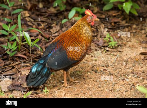 Sri Lankan Junglefowl Gallus Lafayettii Endemic To Sri Lanka