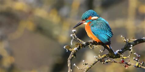 Common Kingfisher By Glyn Sellors Birdguides