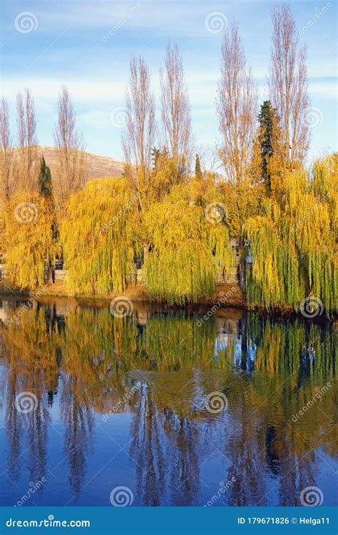 Autumn Yellow Trees Of Weeping Willow On Riverside Bosnia And