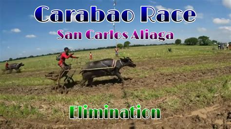 Ep403 Carabao Race San Carlos Aliaga Elimination Youtube