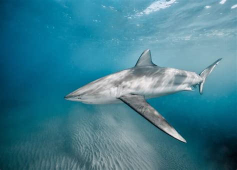 10 Sharks In The Mediterranean Sea Wiki Point