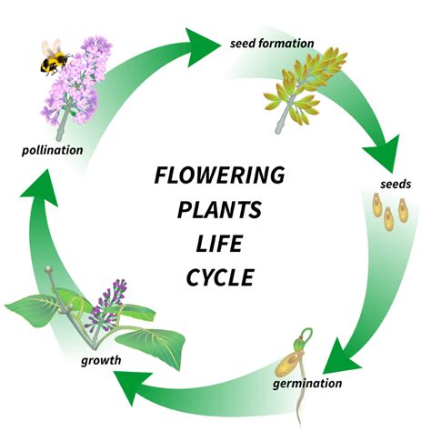 Download a free preview or high quality adobe illustrator ai, eps, pdf and high resolution jpeg versions. Flowering plant's life cycle!