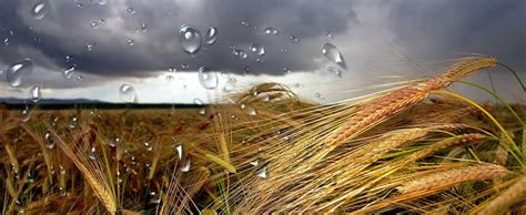 Todas las noticias sobre lluvia publicadas en el país. AGRO DEL LLANO S.A. de C.V. ⊥ Siembra en temporada de lluvias