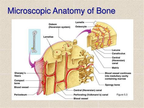 Ppt The Histology Of Bone And Cartilage Powerpoint Presentation Free