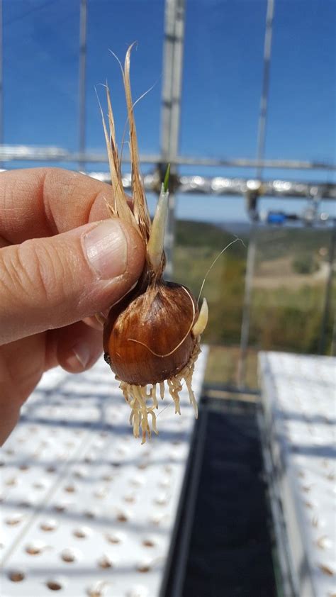 Saffron In Aeroponic Greenhouse Growing Saffron Saffron Spice