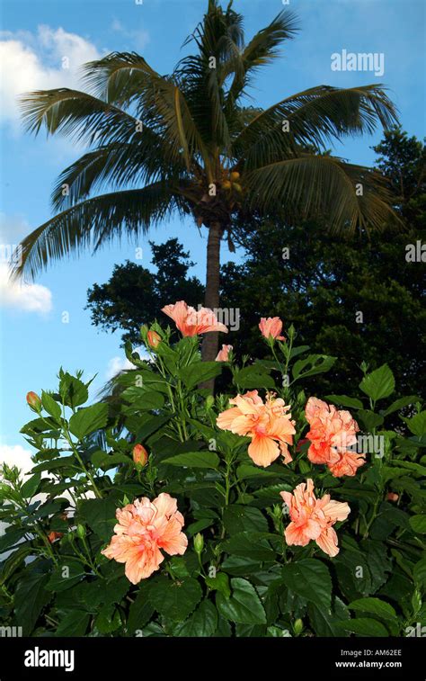 Hibiscus Flowers And Palm Trees In West Palm Beach In Florida Stock