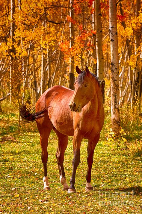 Horses In The Fall