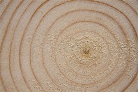 Pine Tree Trunk Cross Section With Annual Rings Lumber Piece Close Up