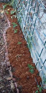 My Southern California Vegetable Garden Last Okinawan Sweet Potato