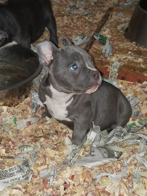 Rkci certified american bully puppy available. American Bully Puppies For Sale | Houston, TX #268396