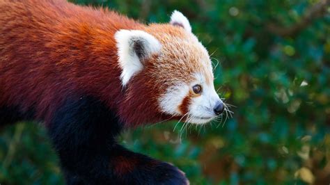 Red Panda Auckland Zoo