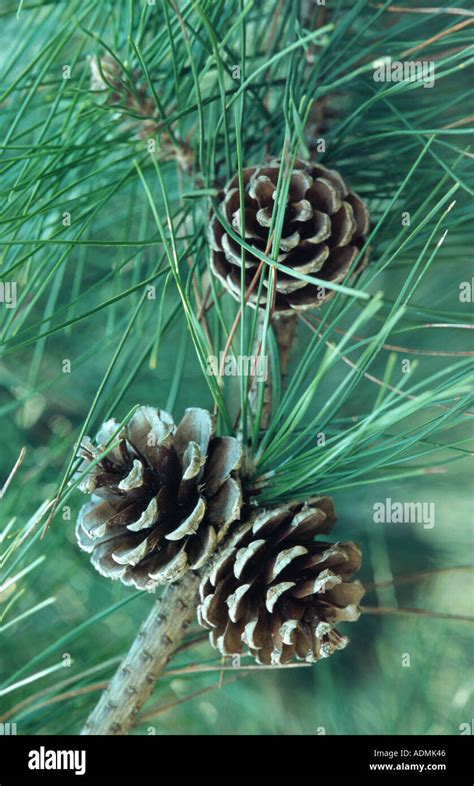 Chinese Pine Pinus Tabuliformis Three Cones Stock Photo Alamy