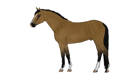 Free Pictures Of Animated Horses Download Free Pictures Of Animated